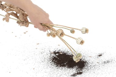 Kadın eli, beyaz arka planda izole edilmiş haşhaş kutularından haşhaş tohumları döker.