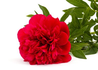 Kırmızı şakayık çiçeği, beyaz arkaplanda izole edilmiş.