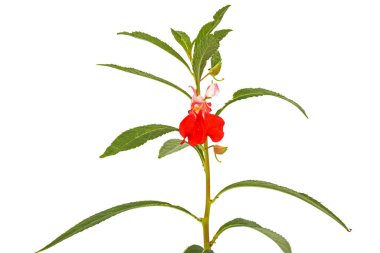 Impatiens balsamina 'nın kızıl çiçeği, bahçe balsamı mücevheri dokun-bana-dokunma bitkisi, beyaz arka planda izole edilmiş.