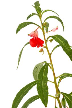 Impatiens balsamina 'nın kızıl çiçeği, bahçe balsamı mücevheri dokun-bana-dokunma bitkisi, beyaz arka planda izole edilmiş.