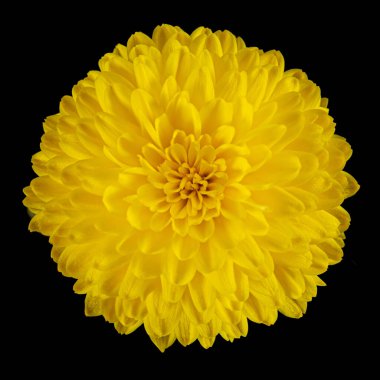 Kasımpatı sarı çiçekleri, siyah arka planda izole.