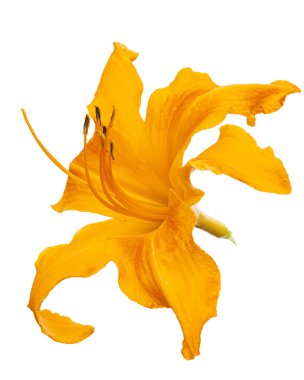 Gündüzün portakal çiçeği, lat. Hemerocallis, beyaz arka planda izole edilmiş.