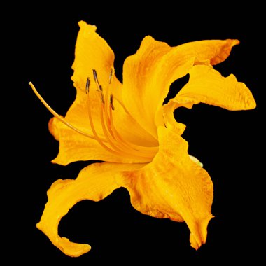 Gündüzün portakal çiçeği, lat. Hemerocallis, siyah arka planda izole edilmiş.