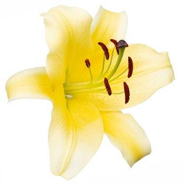 Sarı doğulu zambak çiçeği, beyaz arka planda izole edilmiş.