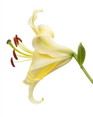 Sarı doğulu zambak çiçeği, beyaz arka planda izole edilmiş.