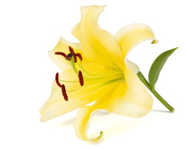 Sarı doğulu zambak çiçeği, beyaz arka planda izole edilmiş.