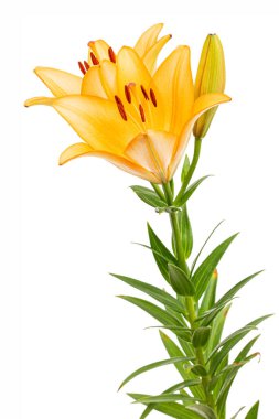 Asyalı zambak portakal çiçeği, beyaz arka planda izole edilmiş.