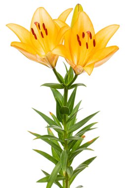 Asyalı zambak portakal çiçeği, beyaz arka planda izole edilmiş.