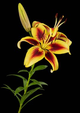 Sarı-bordo zambak çiçeği, siyah arka planda izole.