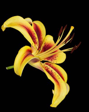 Sarı-bordo zambak çiçeği, siyah arka planda izole.