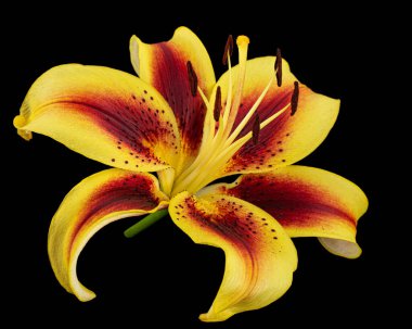 Sarı-bordo zambak çiçeği, siyah arka planda izole.