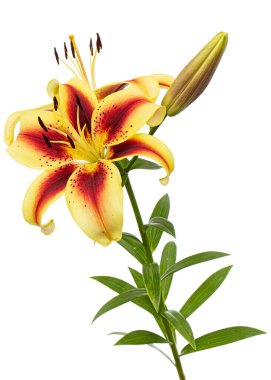 Beyaz arka planda izole edilmiş sarı-bordo zambak çiçeği.