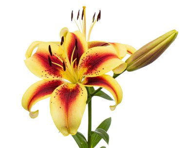 Beyaz arka planda izole edilmiş sarı-bordo zambak çiçeği.