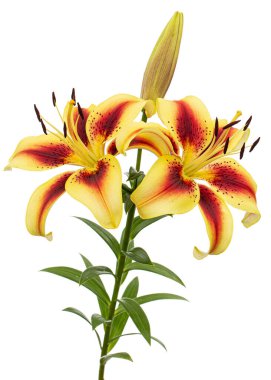 Beyaz arka planda izole edilmiş sarı-bordo zambak çiçeği.