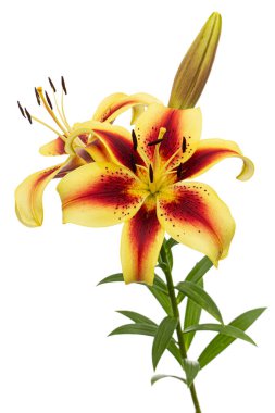 Beyaz arka planda izole edilmiş sarı-bordo zambak çiçeği.