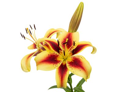 Beyaz arka planda izole edilmiş sarı-bordo zambak çiçeği.