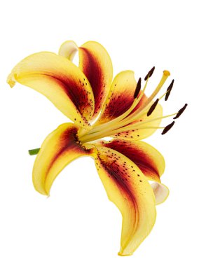 Beyaz arka planda izole edilmiş sarı-bordo zambak çiçeği.