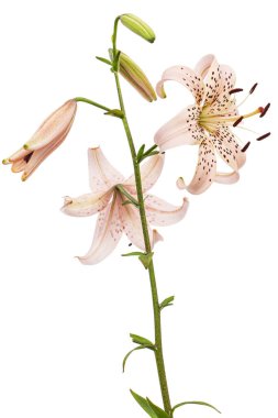 Açık pembe zambak çiçeği, beyaz arka planda izole edilmiş.