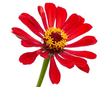 Zinyanın kırmızı çiçeği, beyaz arka planda izole edilmiş.
