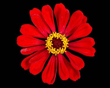 Zinyanın kırmızı çiçeği, siyah arkaplanda izole edilmiş.