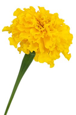 Kadife çiçeğinin sarı çiçeği (lat. Etiketler), beyaz arkaplanda izole