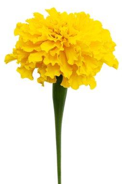 Kadife çiçeğinin sarı çiçeği (lat. Etiketler), beyaz arkaplanda izole