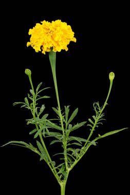 Kadife çiçeğinin sarı çiçeği (lat. Etiketler), siyah arkaplanda izole