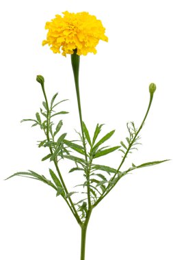 Kadife çiçeğinin sarı çiçeği (lat. Etiketler), beyaz arkaplanda izole