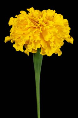 Kadife çiçeğinin sarı çiçeği (lat. Etiketler), siyah arkaplanda izole