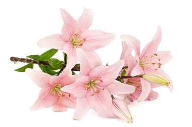 Pembe zambak çiçeği, beyaz arka planda izole edilmiş.