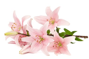 Pembe zambak çiçeği, beyaz arka planda izole edilmiş.