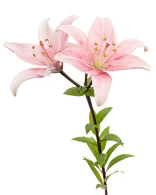 Pembe zambak çiçeği, beyaz arka planda izole edilmiş.