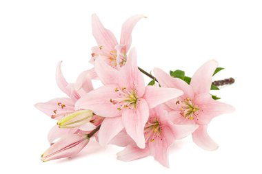 Pembe zambak çiçeği, beyaz arka planda izole edilmiş.