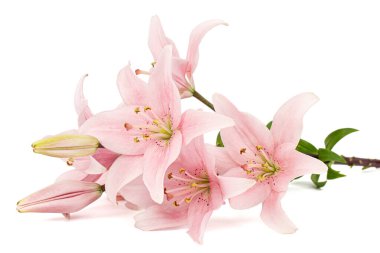 Pembe zambak çiçeği, beyaz arka planda izole edilmiş.