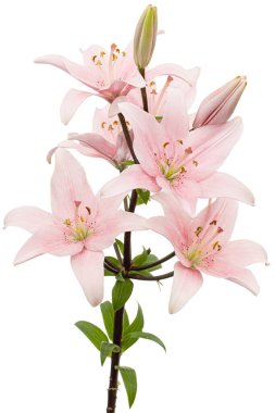 Pembe zambak çiçeği, beyaz arka planda izole edilmiş.