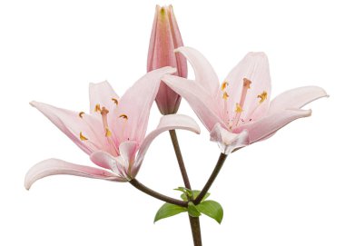 Pembe zambak çiçeği, beyaz arka planda izole edilmiş.