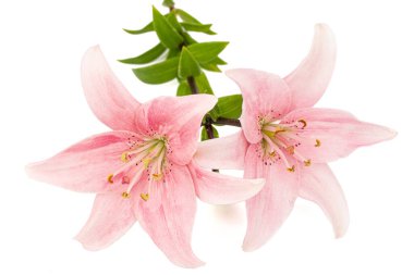 Pembe zambak çiçeği, beyaz arka planda izole edilmiş.