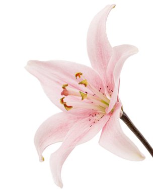 Pembe zambak çiçeği, beyaz arka planda izole edilmiş.