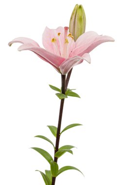 Pembe zambak çiçeği, beyaz arka planda izole edilmiş.