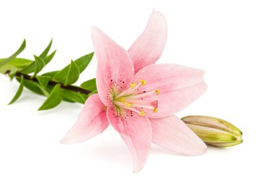 Pembe zambak çiçeği, beyaz arka planda izole edilmiş.