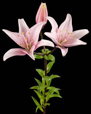 Pembe zambak çiçeği, siyah arka planda izole edilmiş.