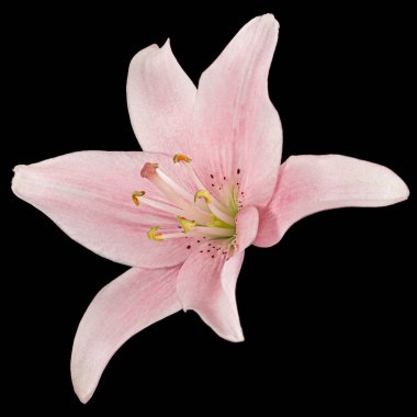 Pembe zambak çiçeği, siyah arka planda izole edilmiş.