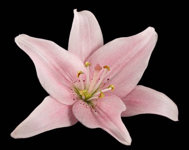 Pembe zambak çiçeği, siyah arka planda izole edilmiş.