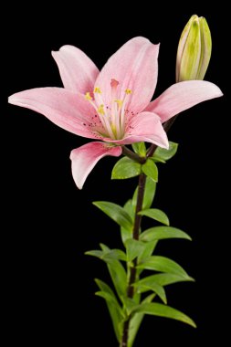 Pembe zambak çiçeği, siyah arka planda izole edilmiş.