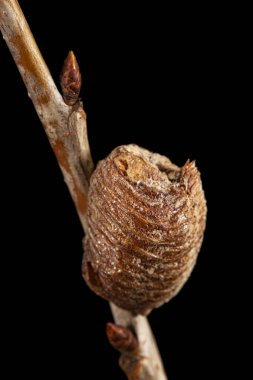 Yakın plan ootheca, kiraz dalında dua eden dişi peygamber devesi tarafından oluşturulmuş. Bir ootheca peygamberdevesi tarafından yapılan bir tür yumurta kütlesidir. Siyah arkaplanda izole