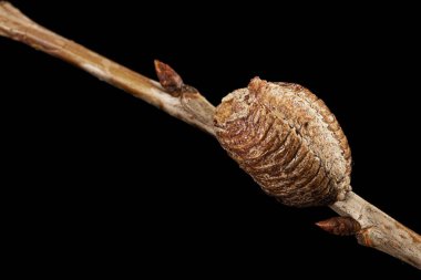 Yakın plan ootheca, kiraz dalında dua eden dişi peygamber devesi tarafından oluşturulmuş. Bir ootheca peygamberdevesi tarafından yapılan bir tür yumurta kütlesidir. Siyah arkaplanda izole