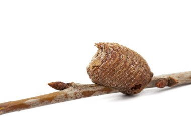 Yakın plan ootheca, kiraz dalında dua eden dişi peygamber devesi tarafından oluşturulmuş. Bir ootheca peygamberdevesi tarafından yapılan bir tür yumurta kütlesidir. Beyaz arkaplanda izole