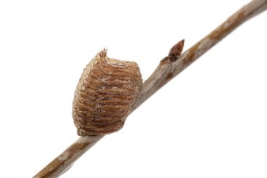 Yakın plan ootheca, kiraz dalında dua eden dişi peygamber devesi tarafından oluşturulmuş. Bir ootheca peygamberdevesi tarafından yapılan bir tür yumurta kütlesidir. Beyaz arkaplanda izole