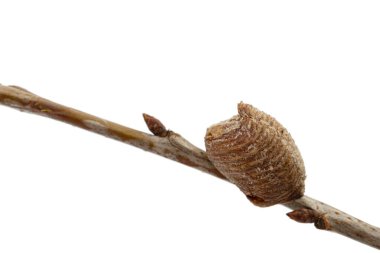 Yakın plan ootheca, kiraz dalında dua eden dişi peygamber devesi tarafından oluşturulmuş. Bir ootheca peygamberdevesi tarafından yapılan bir tür yumurta kütlesidir. Beyaz arkaplanda izole