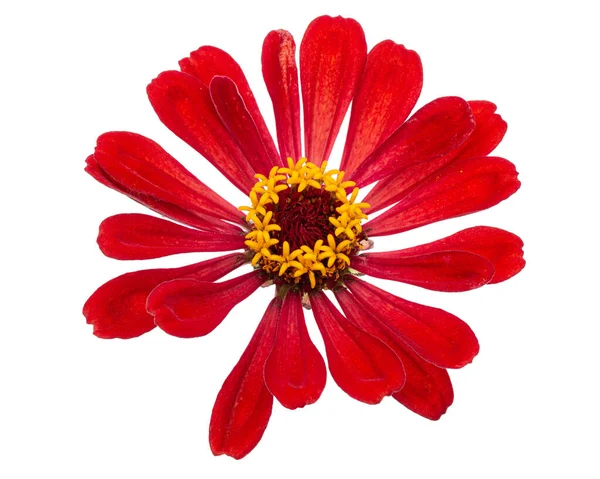 Zinyanın kırmızı çiçeği, beyaz arka planda izole edilmiş.